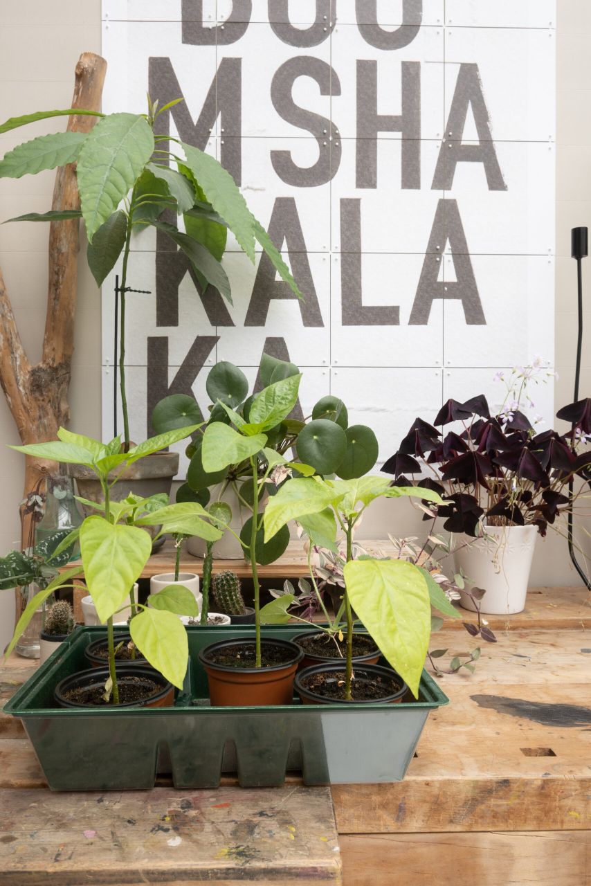 tuinkamer voordelen nadelen seizoen huis en tuin